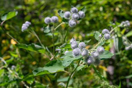 Spines of a large burdock on a green background. Spines entangled in cobwebs.