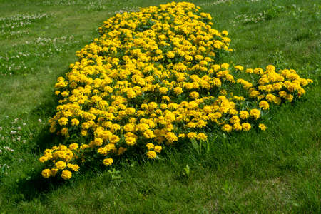 Yellow flowers growing closely in a green meadow. The lawn in the city is decorated with flowers.の写真素材