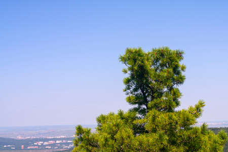 The top of a cedar tree with lush needles and cones against the blue sky. Texture for the background.の写真素材