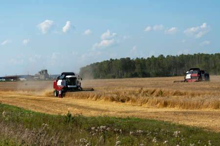 Two harvesters harvest wheat moving towards each other. The red and white harvester is harvesting yellow wheat. Harvesting in early autumn on a sunny day.の写真素材