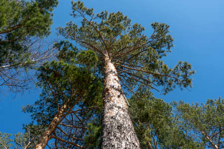 Pine tree branches against a clear blue sky. Brown pillar of a tree close-up.