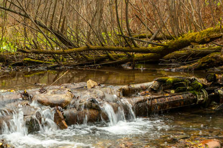 Small river bed in the autumn forest. The nature of the forest in the autumn period of time.の写真素材