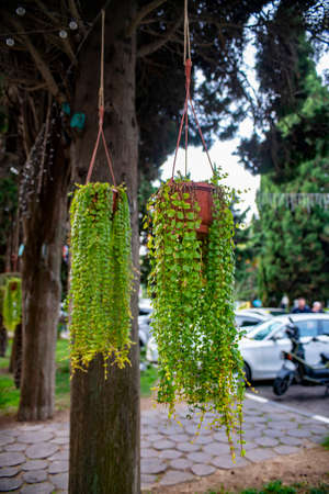 Ornamental hanging plant from a clay hanging pot. Planting the streets of the city.の写真素材