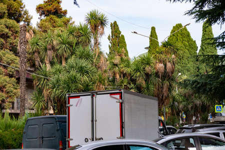 Various tropical trees against the background of a traffic flow. Tropical vegetation in the resort town.の写真素材