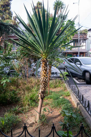 Lush bush of a small tropical tree on the sidewalk. The nature of the resort town.の写真素材