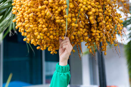 A hand plucking small yellow fruits from a palm tree. The fruits of tropical plants.