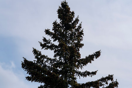 Top of spruce trees with green needles in autumn. Autumn trees against a cloudy sky.の写真素材