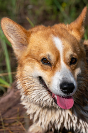 Red Welsh Corgi Pembroke dog on the shore of a lake in the grass. The dog is swimming in the lake on a summer day.の写真素材