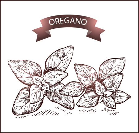 Oregano. Herb and spice label. Engraving illustrations for tags. Vector sketches of vegan food. Hand drawn plants.のイラスト素材
