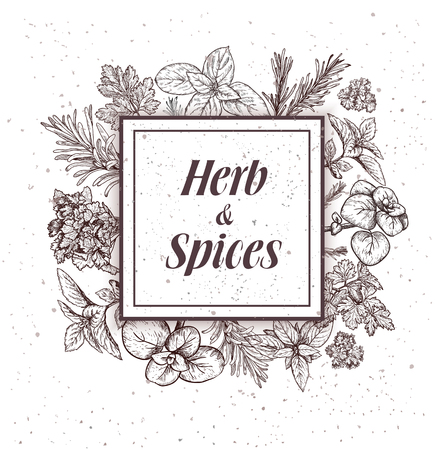 Herbs and spices label. Engraving illustrations for tags. Vector sketches of vegan food. Hand drawn plants.のイラスト素材