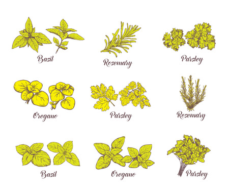 Herbs and spices set. Engraving illustrations for tags. Vector sketches for labels. Hand drawn plants.のイラスト素材