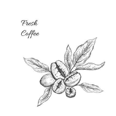 Coffee beans with leaves. Sketching style. Vectorのイラスト素材