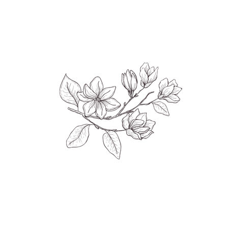 Magnolia flower. Floral hand drawn design element. Line art isolated on the white background.のイラスト素材