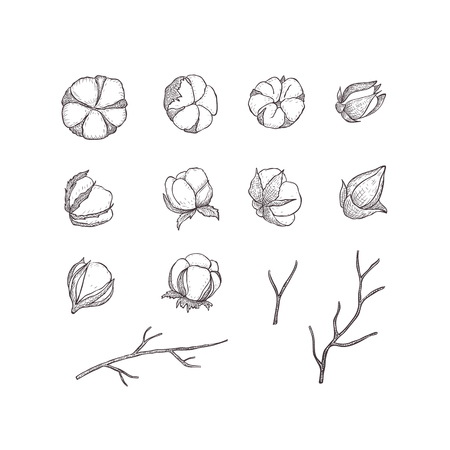 Cotton flower. Floral hand drawn design elements. Line art isolated on the white background.のイラスト素材
