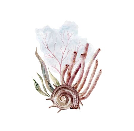 Print with seaweeds and shells. Underwater world watercolor decoration.の写真素材