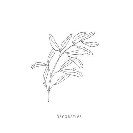 Hand drawn plant branches. Greenery design elements. Botanical logos.のイラスト素材