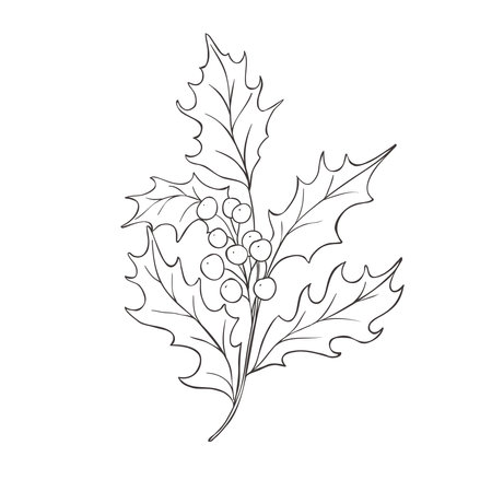 Line Art Holly. Birth Month Flower.のイラスト素材
