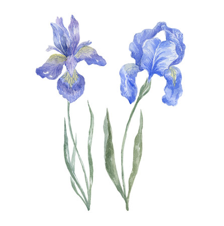 Watercolor Iris on the white Background. Birth Month Flower.の写真素材