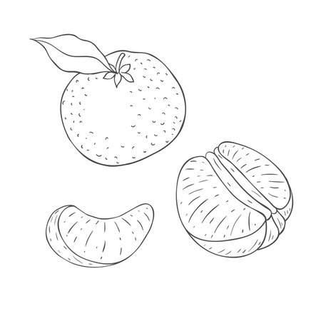 Line Art Mandarin Branch. Vector Illustration on white Background.のイラスト素材