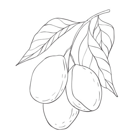 Line Art Plum Branch. Elements of Fruits and Flowers. Vector Illustration on white Background.のイラスト素材