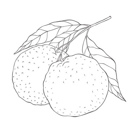 Line Art Orange Branch. Vector Illustration on white Background.のイラスト素材