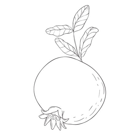 Line Art Garnet Fruit. Vector Illustration on white Background.のイラスト素材