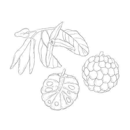 Line Art Sugar Apple. Elements of Fruits and Flowers. Vector Illustration on white Background.のイラスト素材