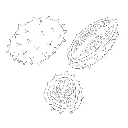 Line Art Kiwano Fruit. Vector Illustration on white Background.のイラスト素材