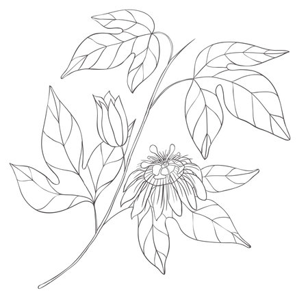 Line Art Maracuja Blossom Branch. Vector Illustration on white Background.のイラスト素材