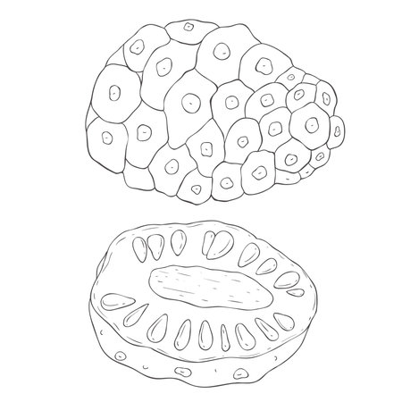 Line Art Noni Fruit. Vector Illustration on white Background.のイラスト素材