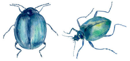 Set of Watercolor Beetles on the White Background.の写真素材