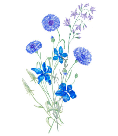 Watercolor Illustration of Bouquet on the White Background. Wild Flowersの写真素材