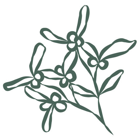 Mistletoe Branch. Line Art Illustration.のイラスト素材