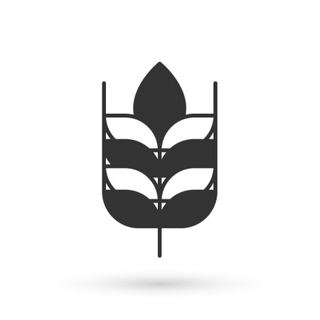 Grey Cereals set with rice, wheat, corn, oats, rye, barley icon isolated on white background. Ears of wheat bread symbols. Vectorのイラスト素材