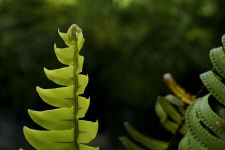 young green fern plant. close upの写真素材