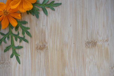 colorful orange cosmos flowers. Copy space orange flowers for text. Invitation and advertising on wooden backgroundの写真素材