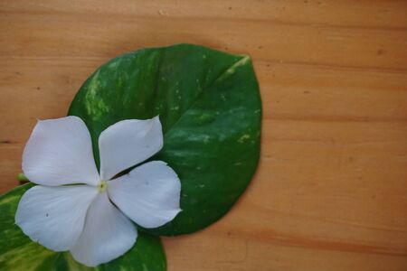 copy space with leaves and white flower on background for summer concept. Creative flat lay with copy space. Top view tropical green leafの写真素材