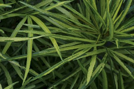 tropical green leaves on outdoor park. summer sunshine. a spring summer season day with large green...