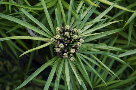 tropical green leaves on outdoor park. summer sunshine. a spring summer season day with large green...