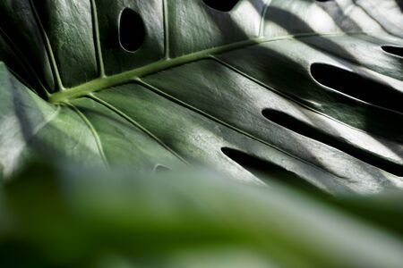 close up monstera tropical summer plant leaves outdoor concept. Green leaf tropic with grunge...
