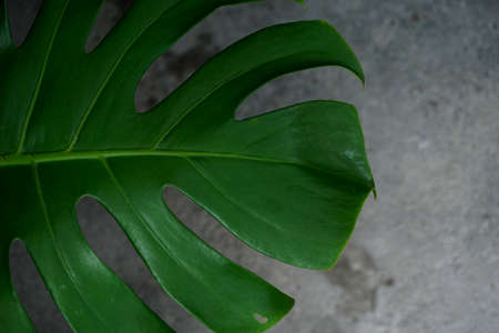 fresh green monstera plant leaf isolated with dark background. tropical summer background. copy...