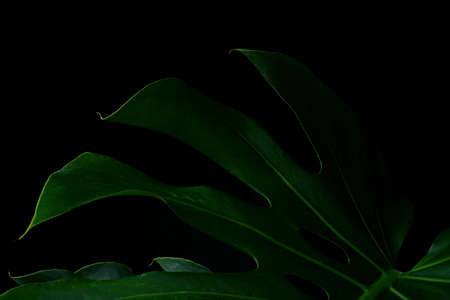 fresh green monstera plant leaf isolated with dark background. tropical summer background. copy space for text advertisingの写真素材