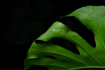 fresh green monstera plant leaf isolated with dark background. tropical summer background. copy...