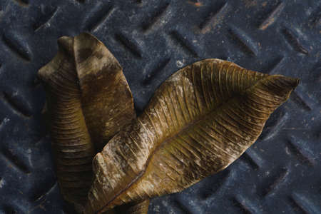 Old and Dry leaves close up texture on black dark texture floor background
