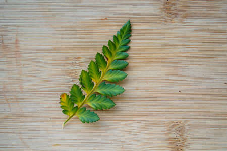 color change of fern leaf on rustic wooden background. Climate change conceptの写真素材