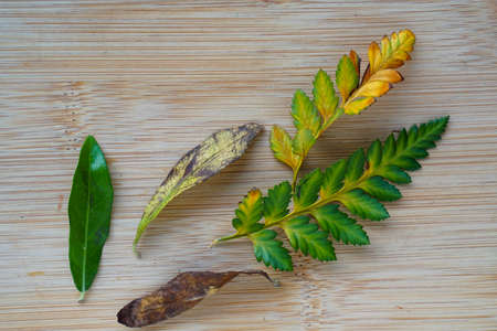 Close up difference kind and color leaves on rustic wooden background. Climate change conceptの写真素材