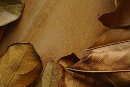 dried leaves on vintage wooden table. autumnal concept background, copy spaceの写真素材