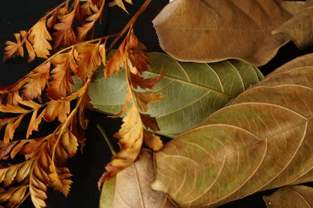 dried leaves on vintage wooden table. autumnal concept background, copy spaceの写真素材