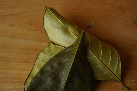 dried leaves on black isolated background. autumnal concept background, copy spaceの写真素材