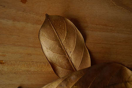 dried leaves on black isolated background. autumnal concept background, copy spaceの写真素材